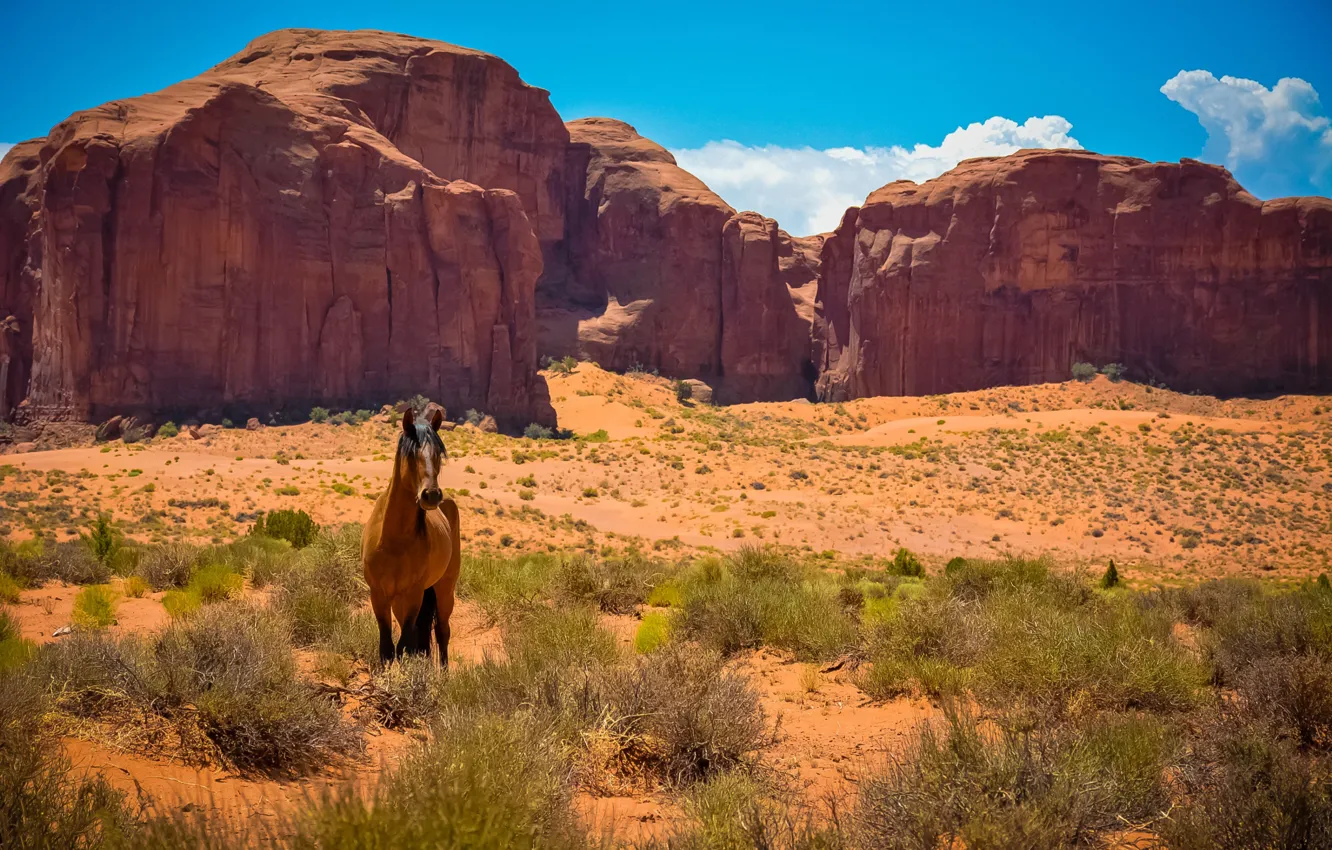Photo wallpaper rocks, desert, horse, Mustang, AZ, Utah, USA, Wild West