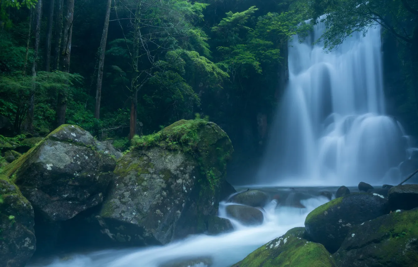 Photo wallpaper forest, branches, fog, stones, waterfall, moss, stream, cascade