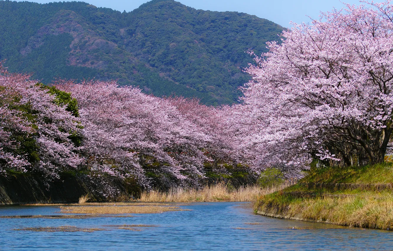 Photo wallpaper river, mountain, spring, Japan, garden, Sakura, flowering