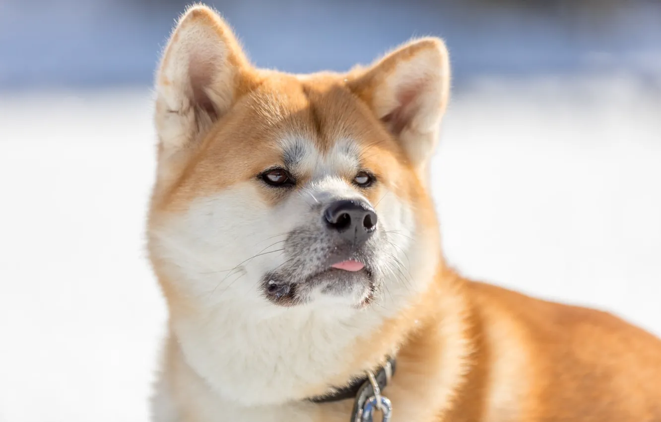 Photo wallpaper face, dog, Akita inu