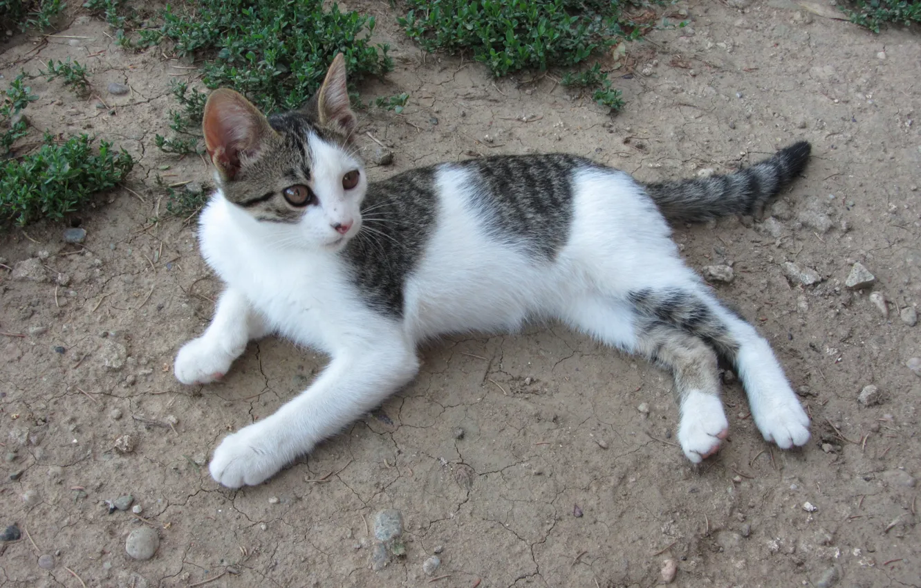 Photo wallpaper cat, macro, animal