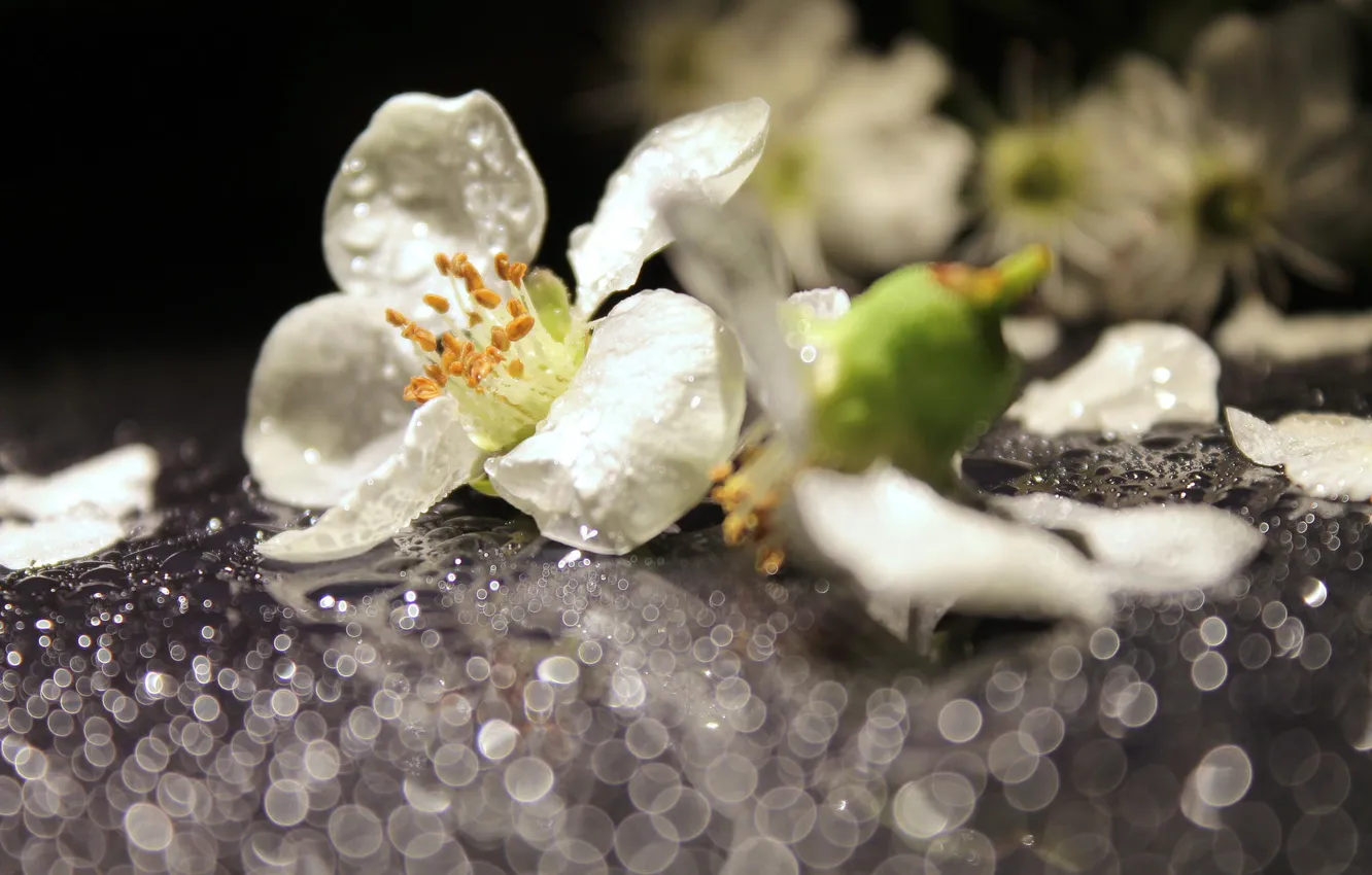 Photo wallpaper drops, macro, flowers, Rosa, white, bokeh