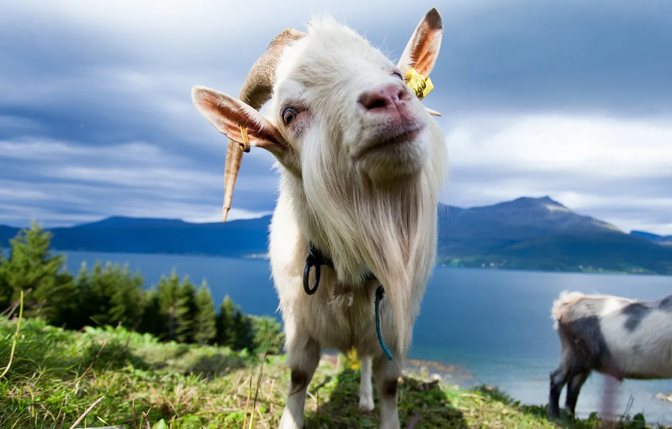 Photo wallpaper nature, background, goat