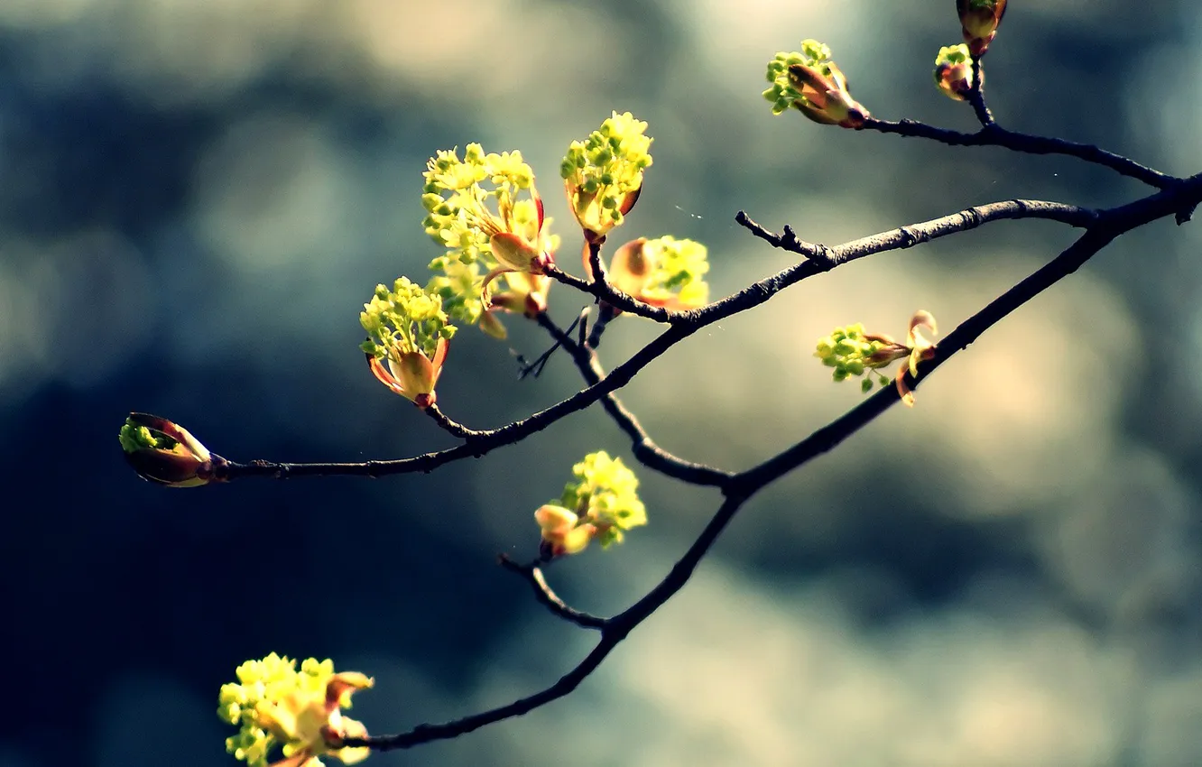 Photo wallpaper flowers, nature, branch, flowering, nature, blossom, flowers, bokeh