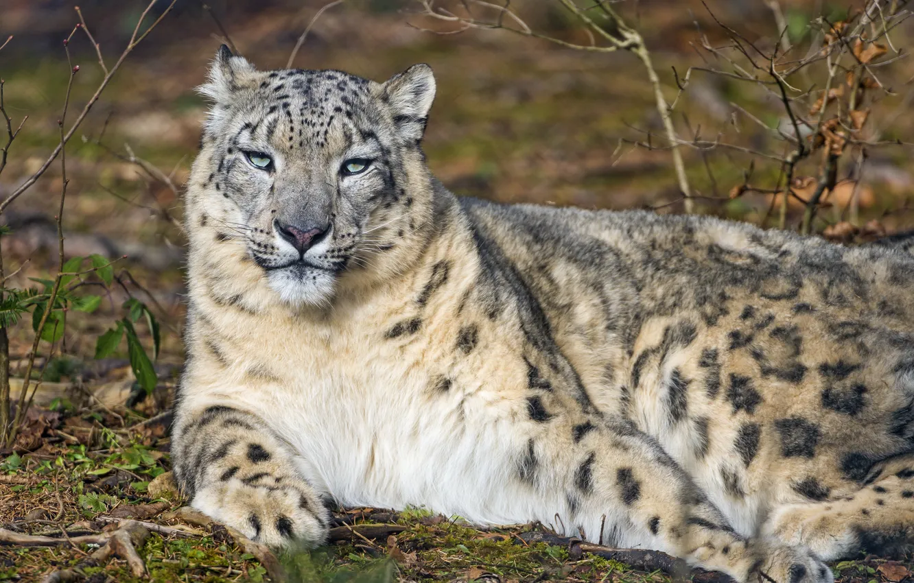 Photo wallpaper cat, stay, IRBIS, snow leopard, ©Tambako The Jaguar