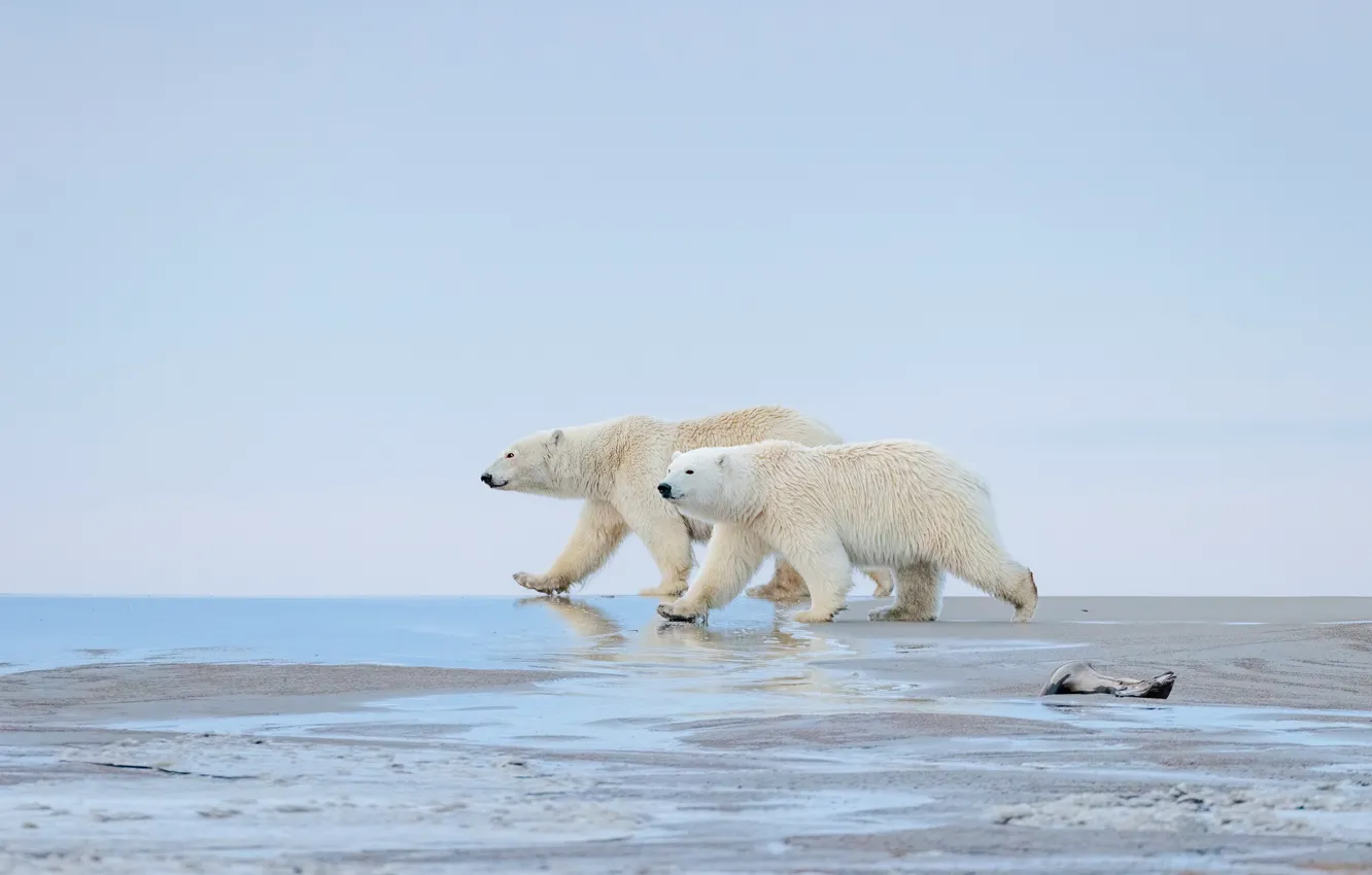 Photo wallpaper shore, two, bear, pair, bear, walk, polar bear, pond