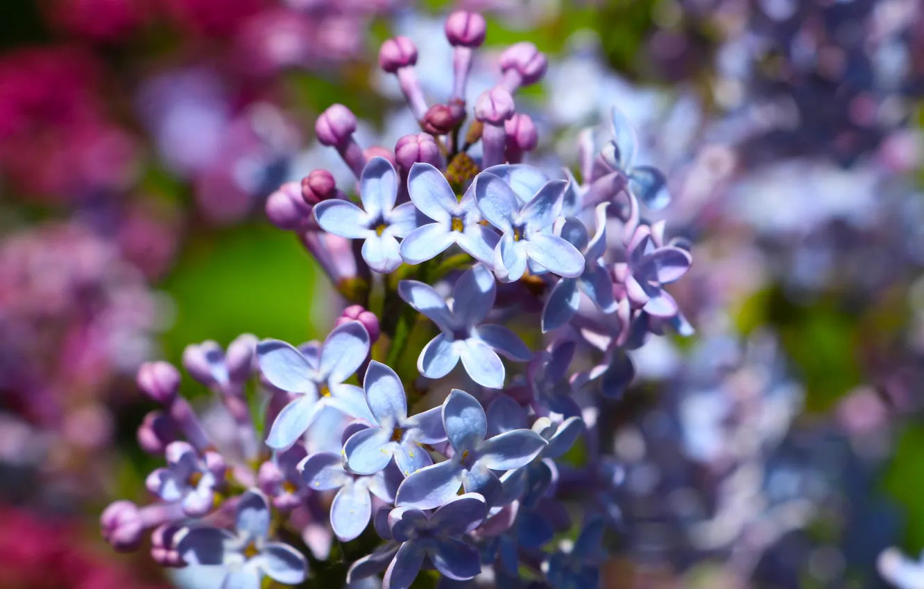 Photo wallpaper flower, spring, lilac
