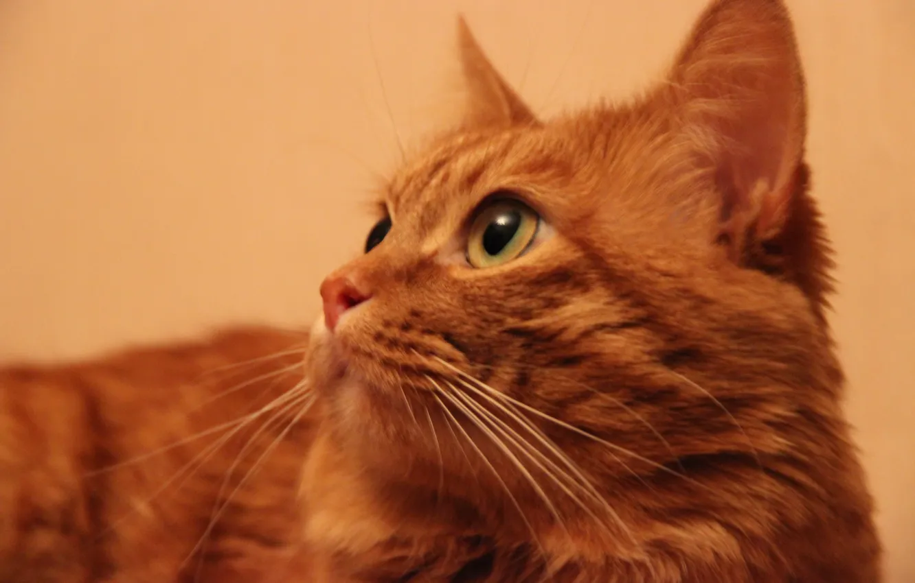 Photo wallpaper cat, Eeyore, Pose