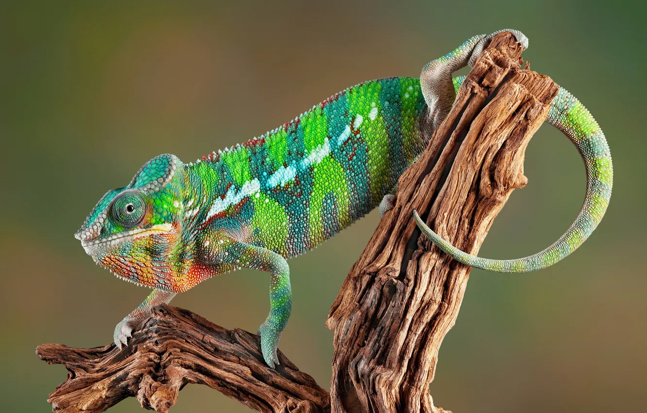 Photo wallpaper painting, chameleon, tail, lizard, snag, color