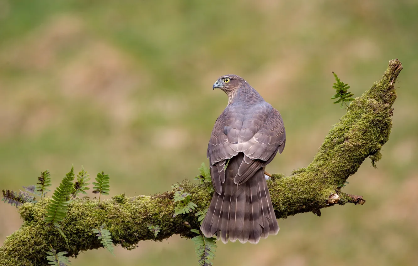 Photo wallpaper branches, predator, hawk