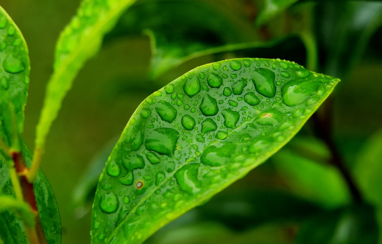 Photo wallpaper water, macro, drops, leaf