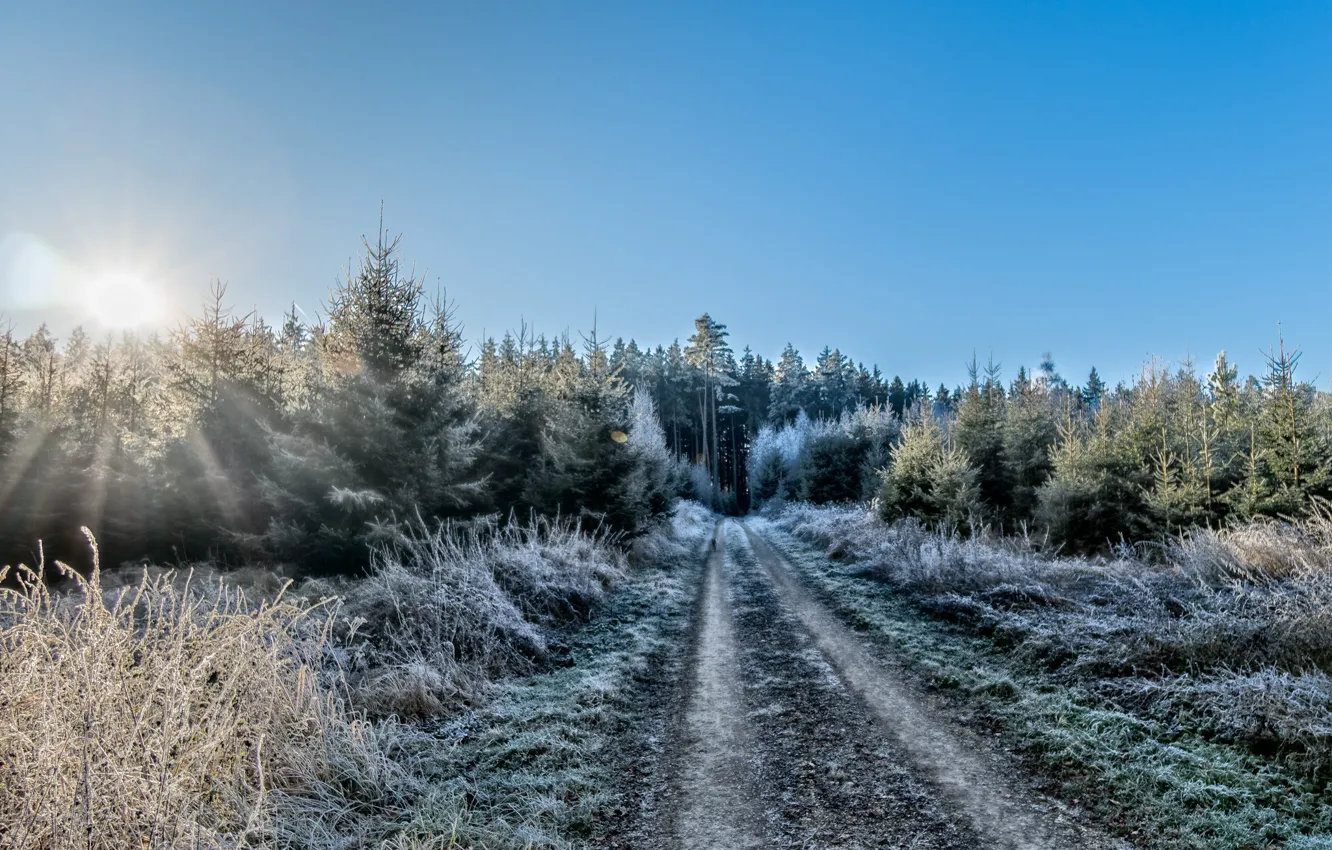 Photo wallpaper winter, forest, morning