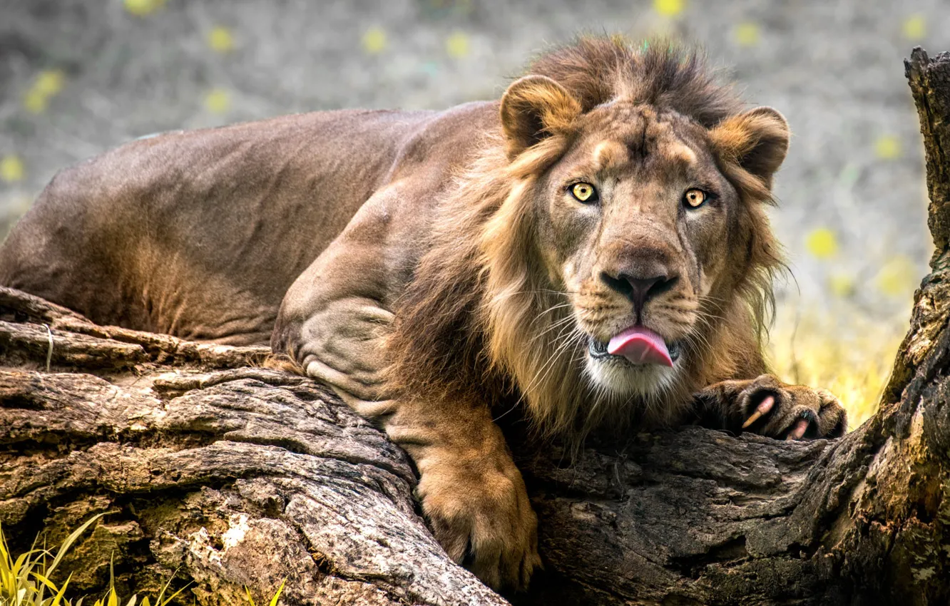 Photo wallpaper language, face, pose, Leo, lies, snag, log