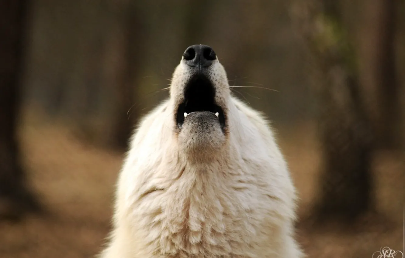 Photo wallpaper Predator, nature, animal, wolf, wildlife, portrait, portrait., Canis lupus. face