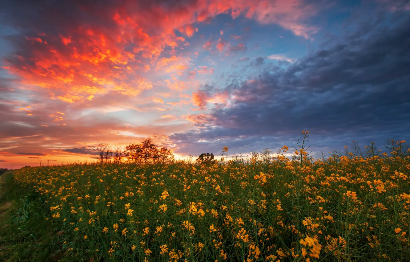 Photo wallpaper field, summer, sunset, rape