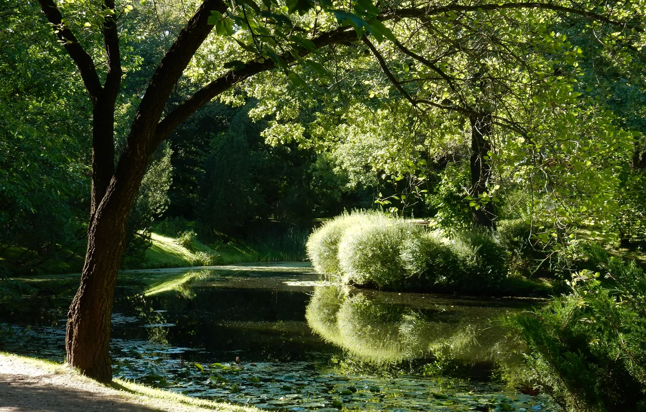 Photo wallpaper grass, trees, nature, pond, widescreen, plant, wallpaper, the bushes