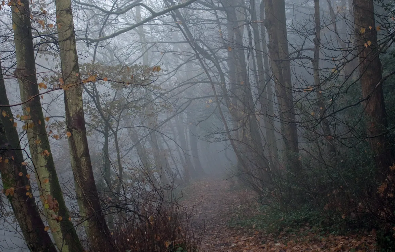 Photo wallpaper forest, trees, nature, fog, England, path, Bristol, Frenchay