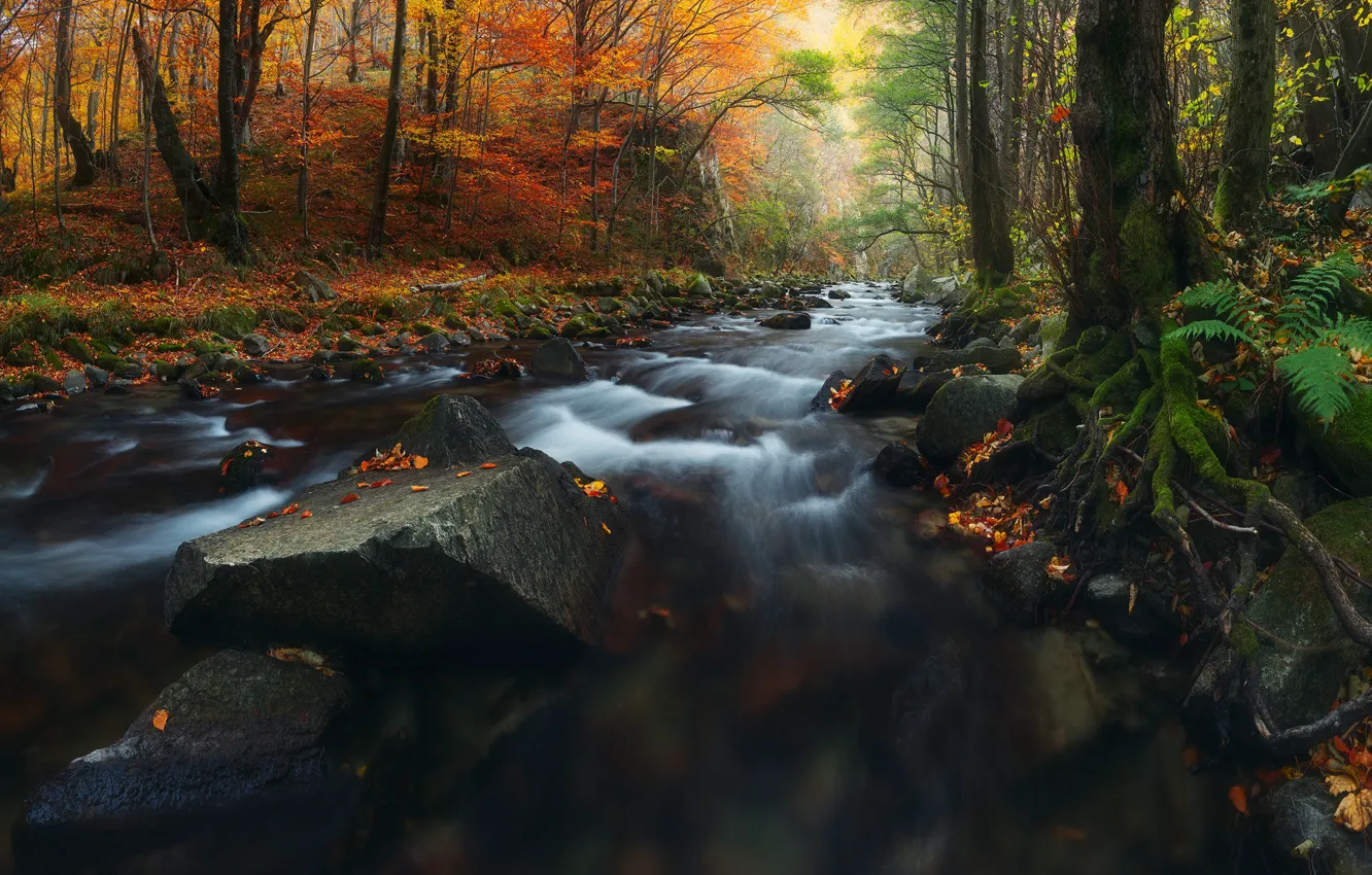 Photo wallpaper autumn, forest, leaves, landscape, nature, river, stones