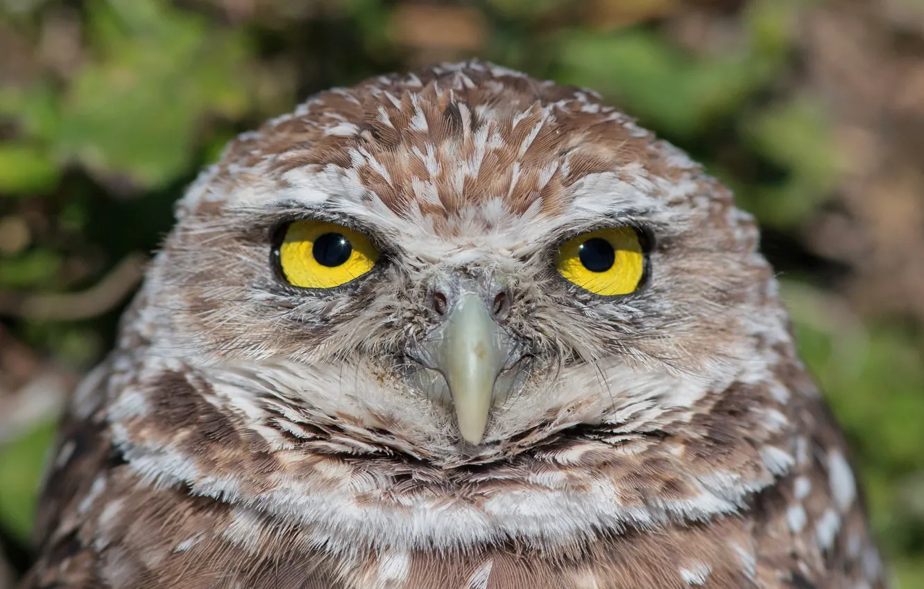 Photo wallpaper owl, portrait, owl