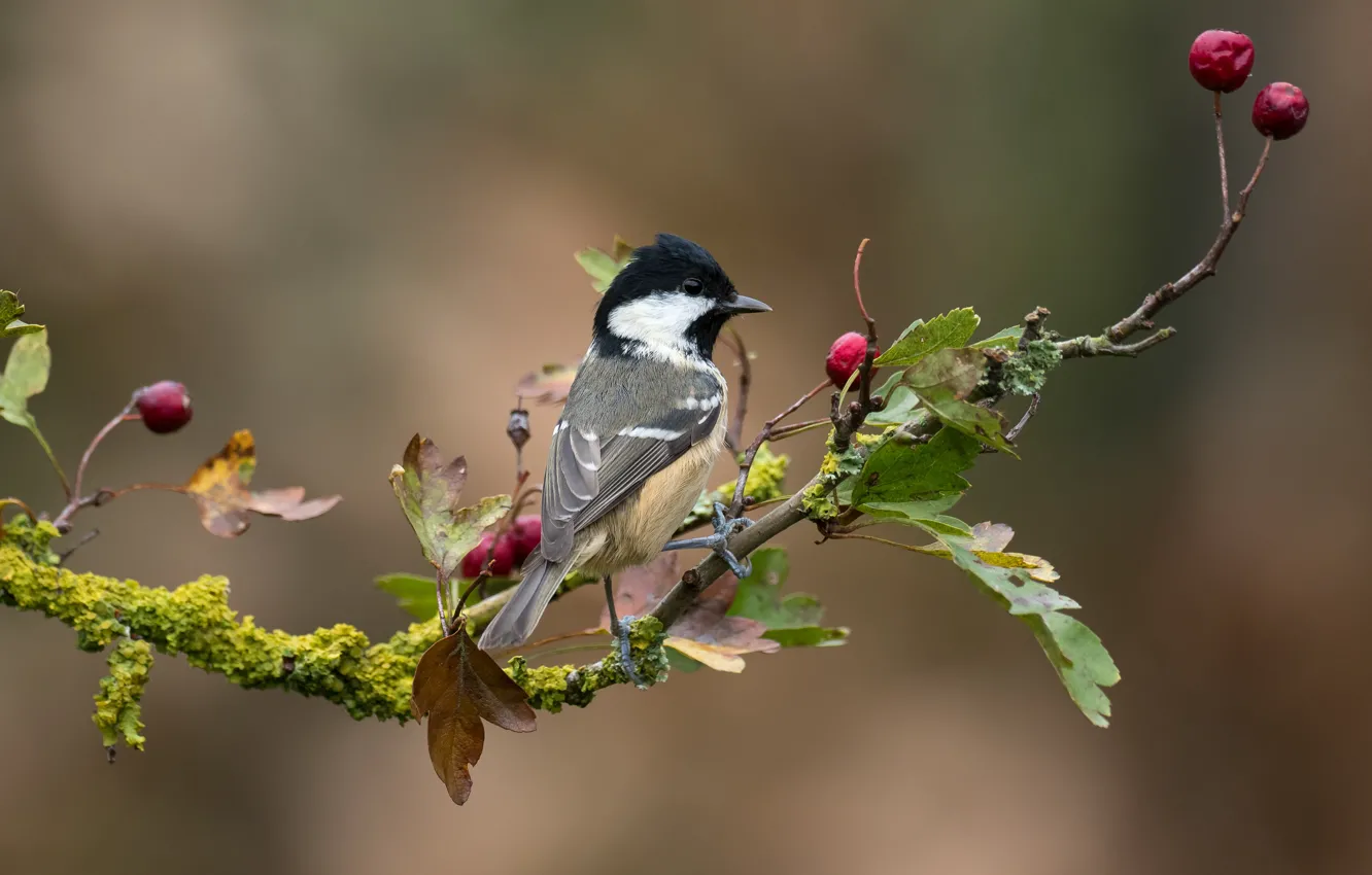 Photo wallpaper branches, berries, bird