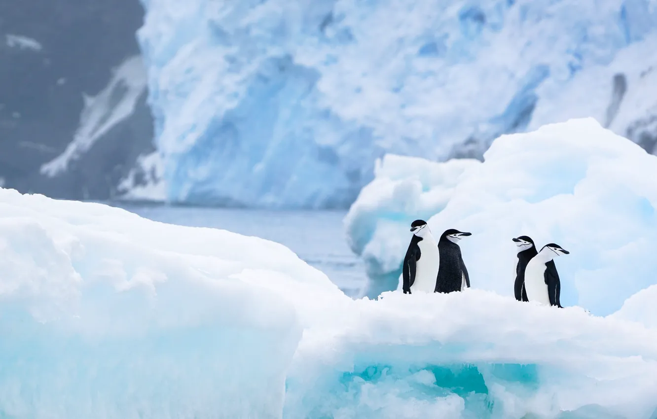 Photo wallpaper winter, snow, birds, nature, ice, penguins, glacier, iceberg