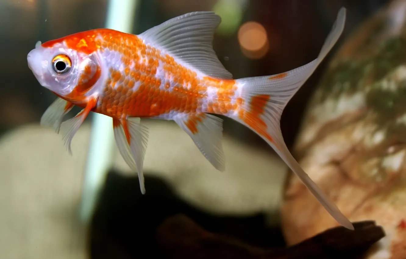 Photo wallpaper fish, aquarium, fish