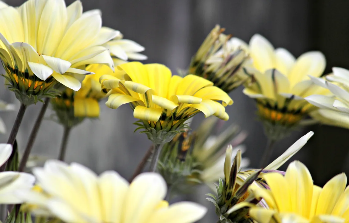 Photo wallpaper macro, flowers, nature