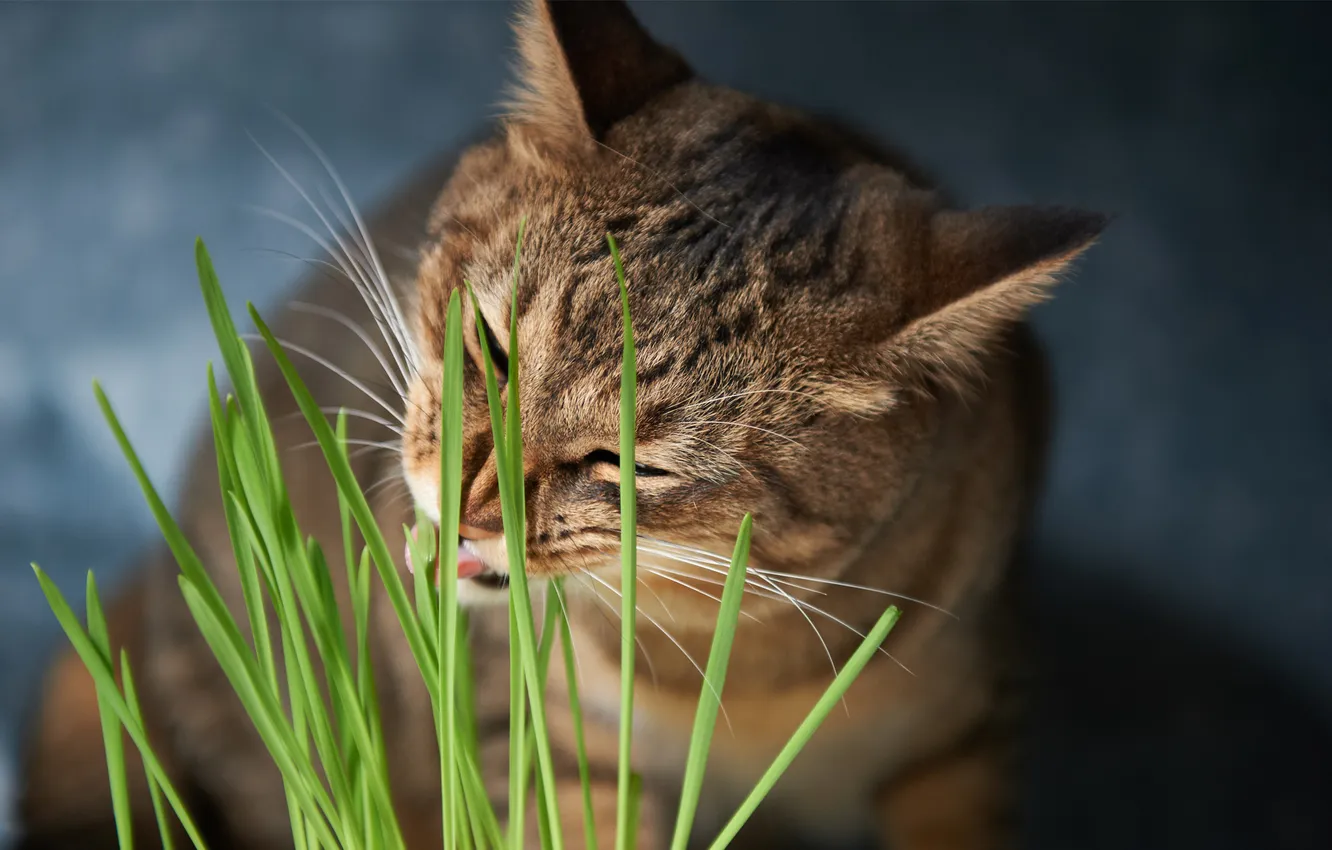 Photo wallpaper greens, grass, cat, food