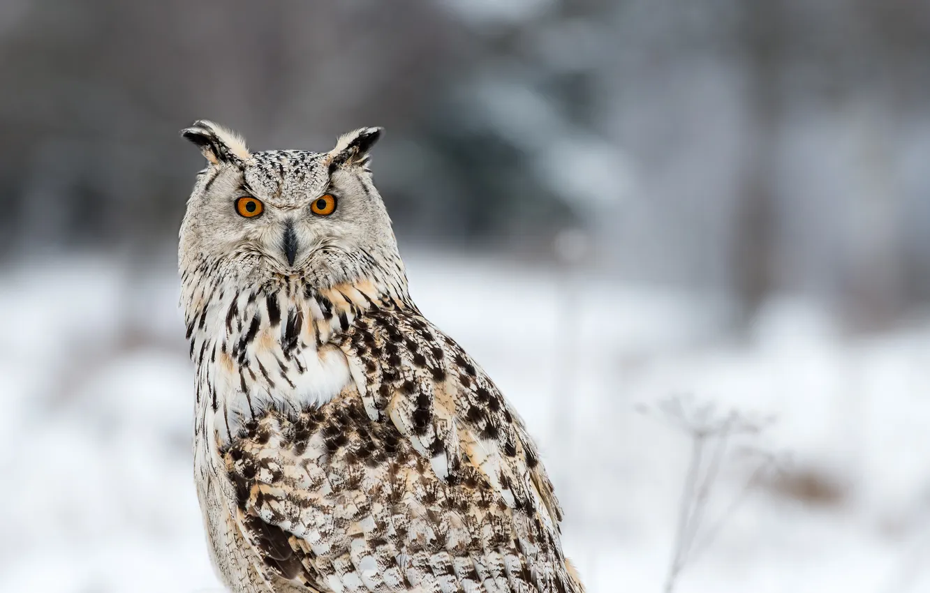 Photo wallpaper winter, owl, Susanna Chan Photography, Siberian Eagle Owl
