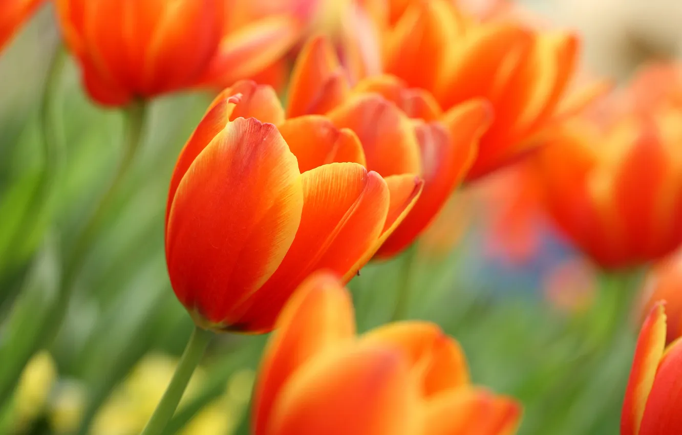 Photo wallpaper flowers, spring, tulips, buds