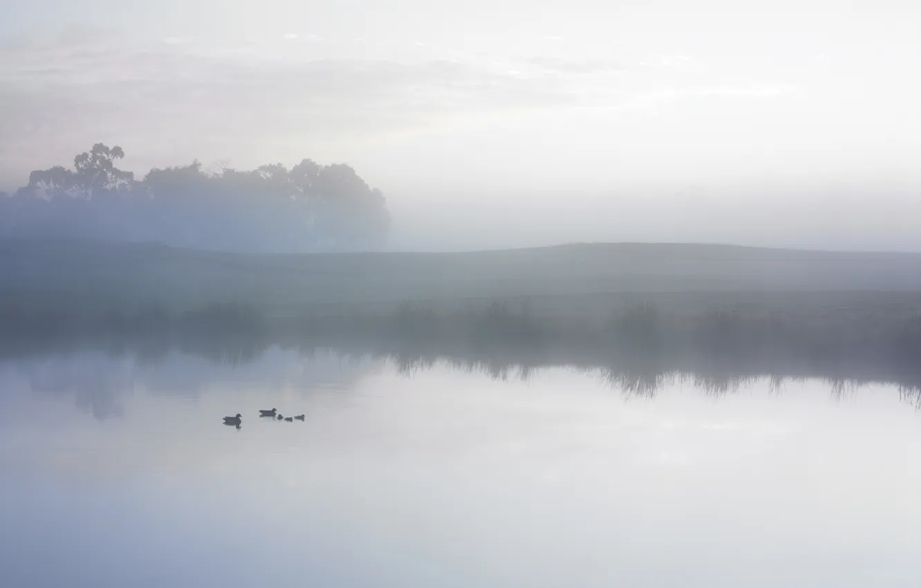 Photo wallpaper the sky, water, clouds, trees, fog, lake, pond, duck
