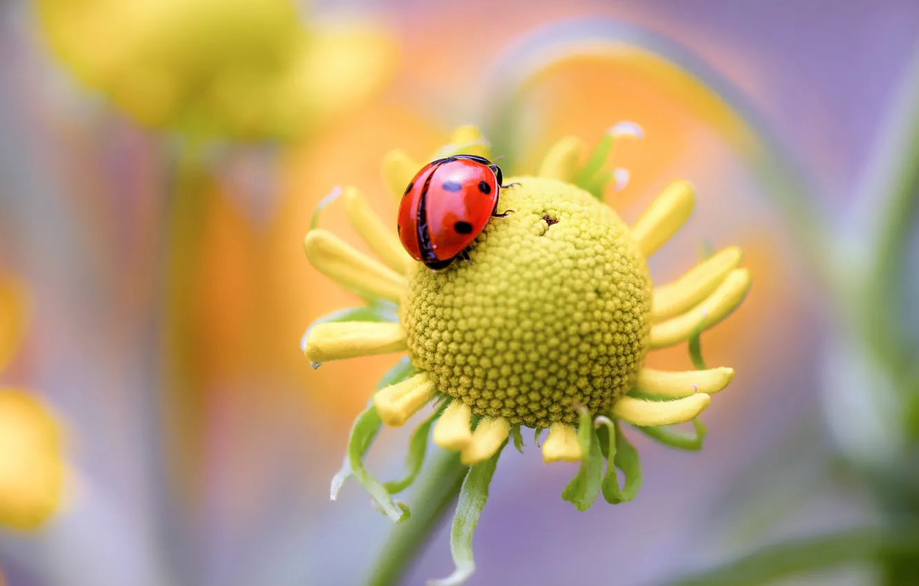 Photo wallpaper flower, nature, ladybug