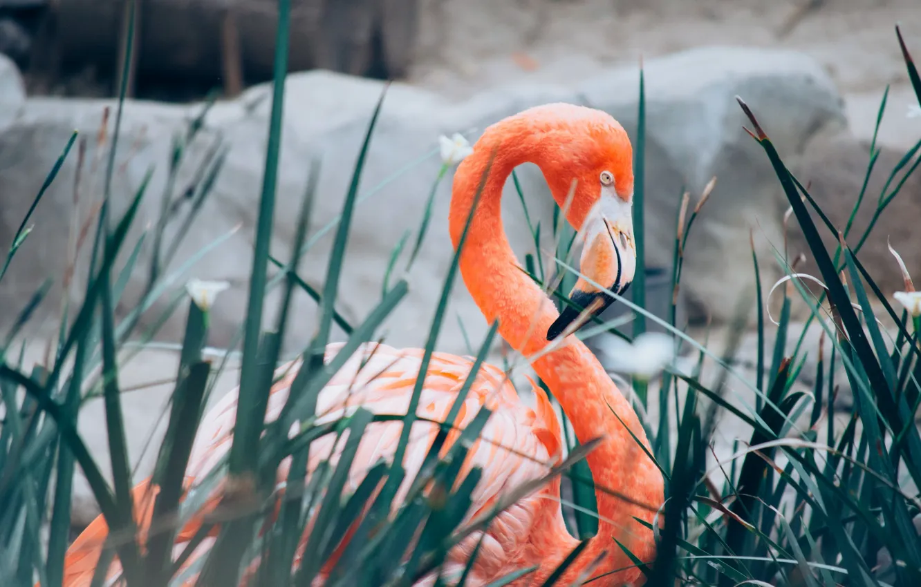 Photo wallpaper bird, feathers, Flamingo, long neck