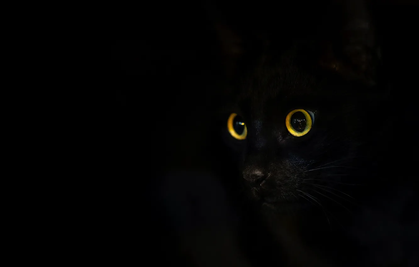 Photo wallpaper cat, cat, look, face, black, black background, yellow eyes