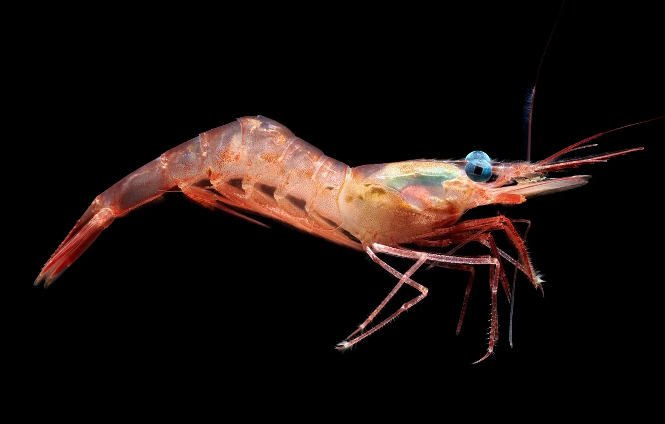 Photo wallpaper nature, background, shrimp