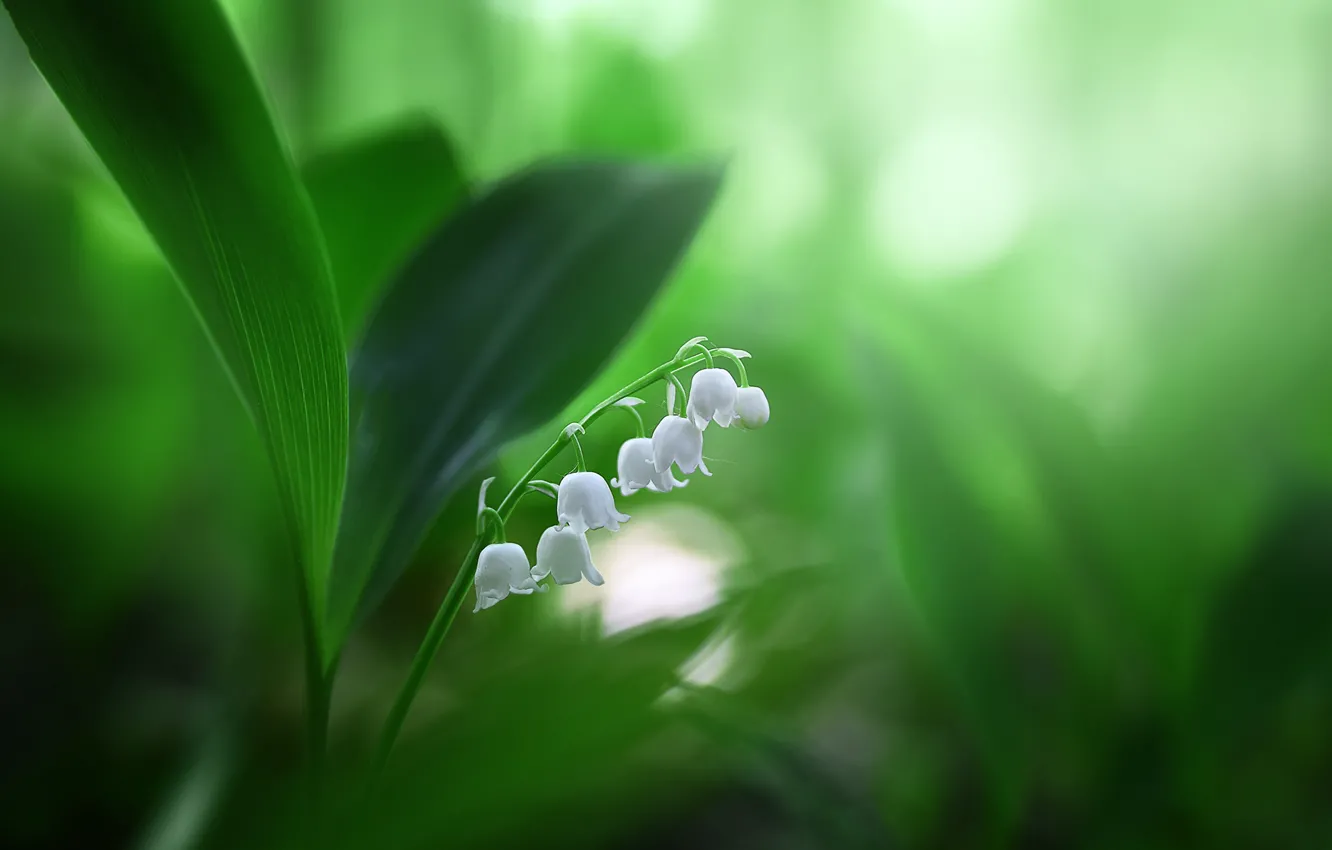 Photo wallpaper macro, spring, Lily of the valley