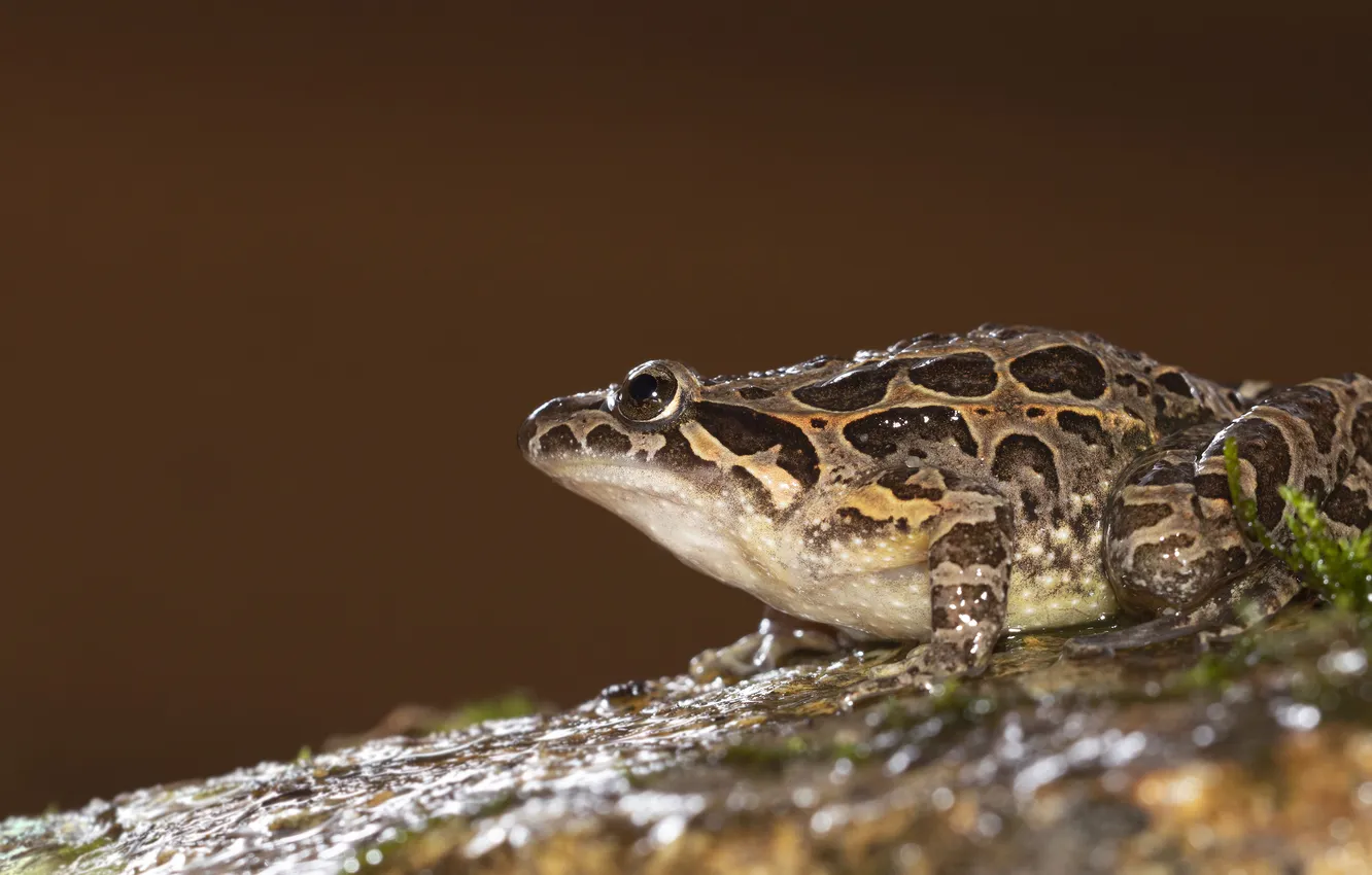 Photo wallpaper frog, profile, brown background