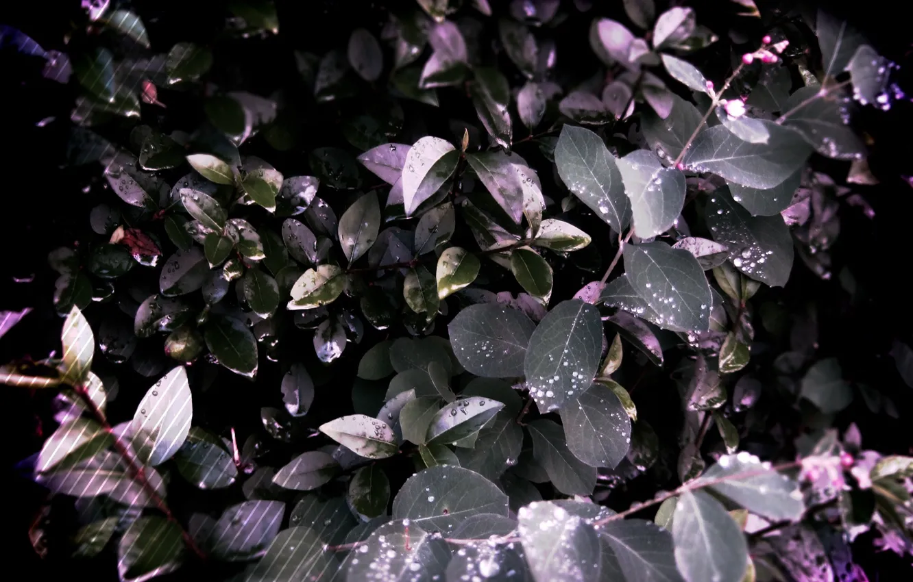 Photo wallpaper leaves, nature