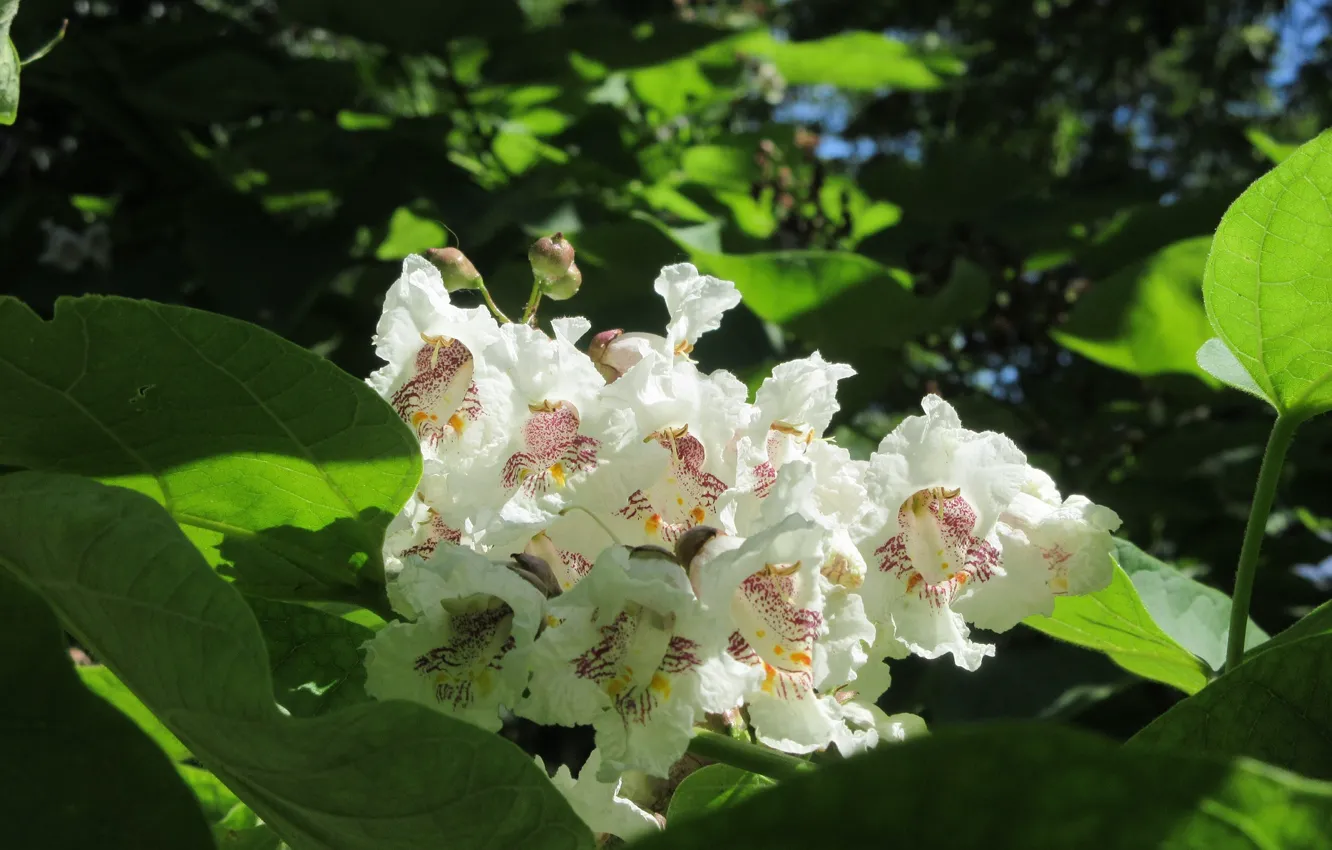 Photo wallpaper leaves, trees, flowers, Meduzanol ©