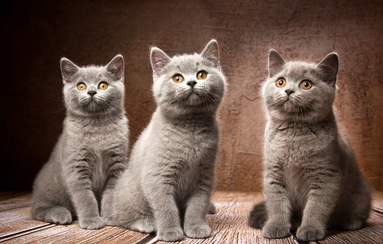 Photo wallpaper background, kittens, trio, Trinity, British Shorthair, Natalia Lays