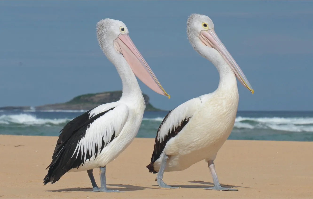 Photo wallpaper beach, animal, bird, two, walk, beach, nature, two