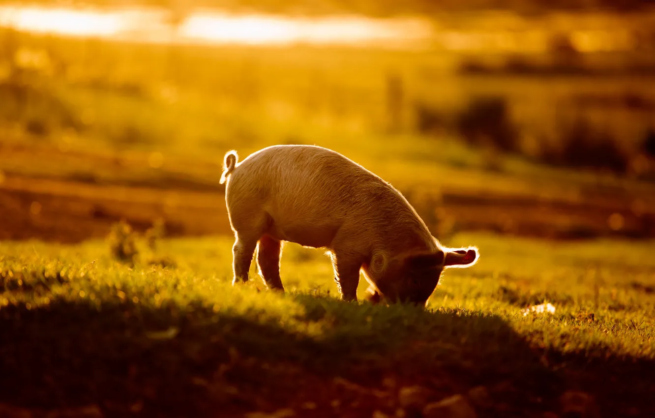 Photo wallpaper field, morning, pig