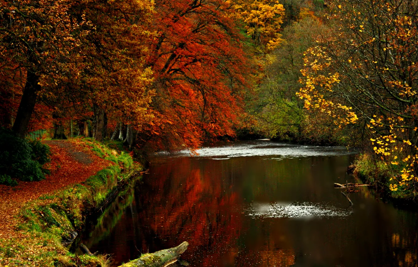 Photo wallpaper road, autumn, leaves, water, trees, nature, river