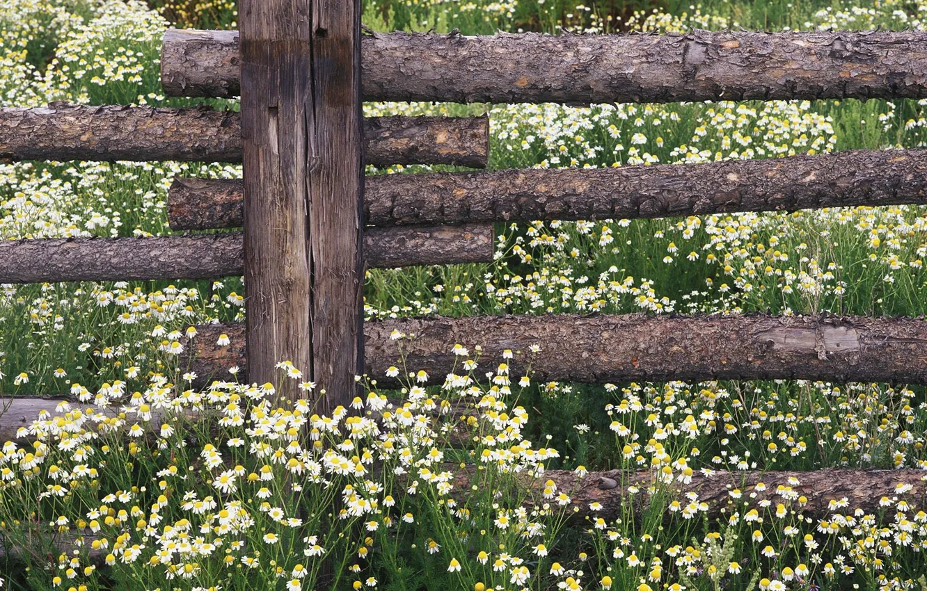 Photo wallpaper the fence, chamomile, fence