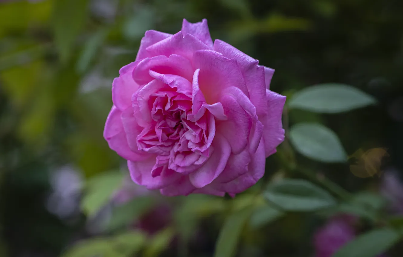 Photo wallpaper leaves, roses, pink, lilac, bokeh