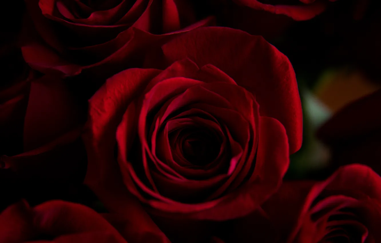 Photo wallpaper macro, red, the dark background, roses, dark red