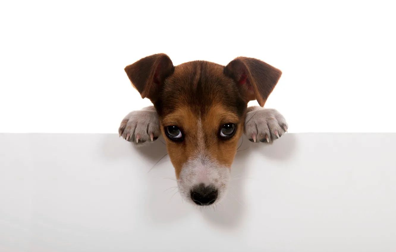Photo wallpaper white, background, wall, Wallpaper, dog, paws, puppy, dog.