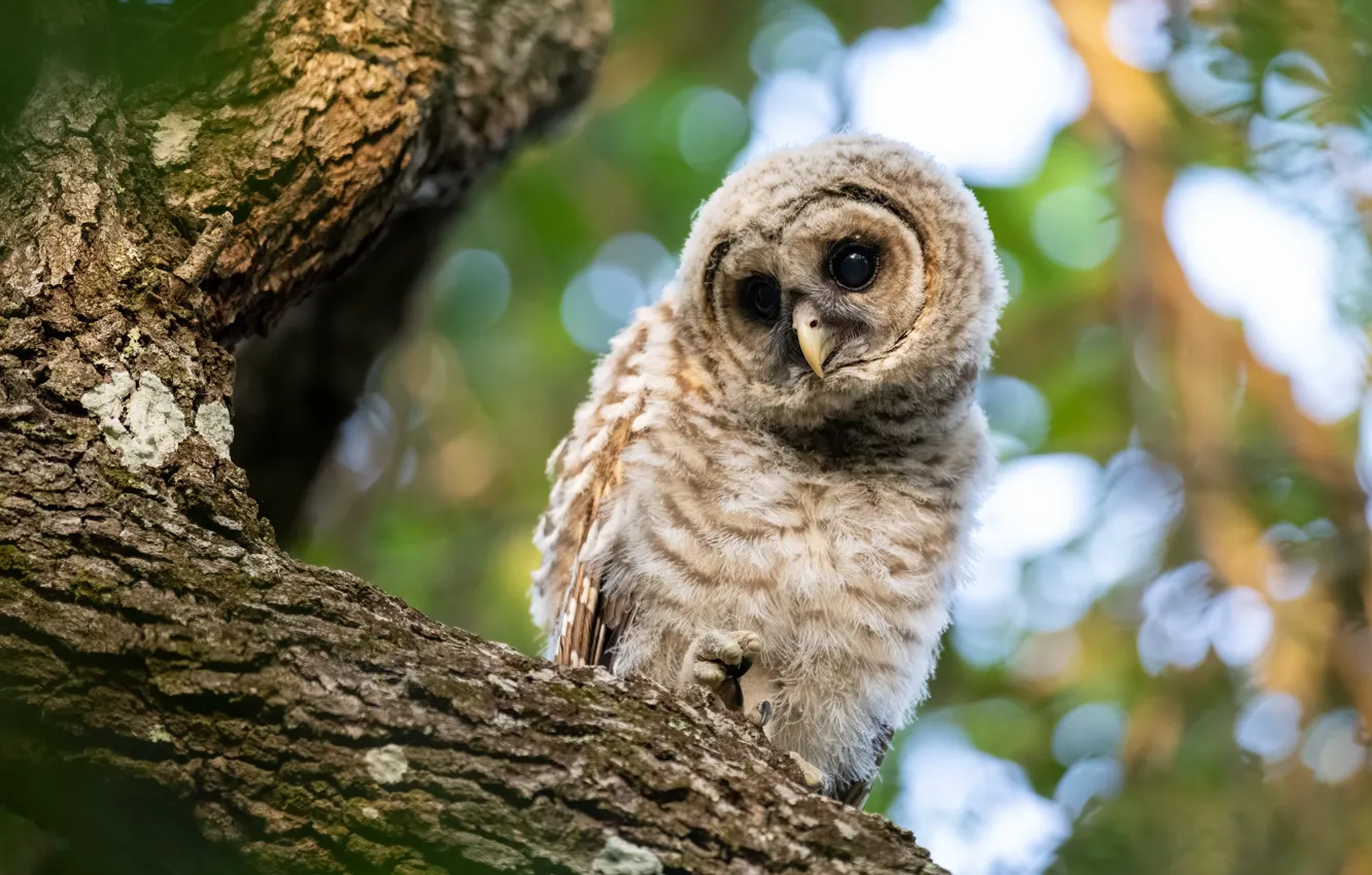 Photo wallpaper look, trees, pose, owl, bird, bark, Chicks, bokeh