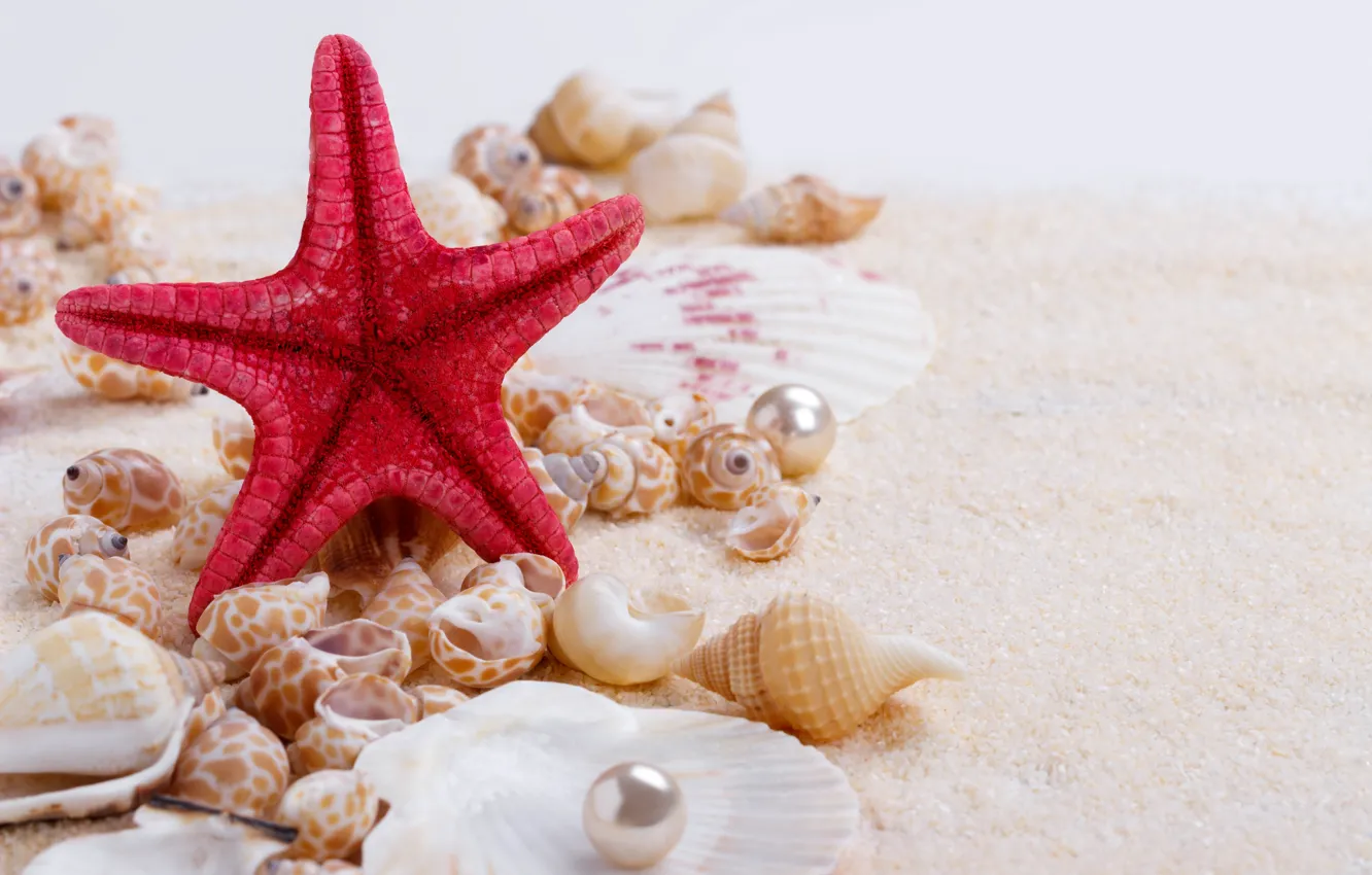 Photo wallpaper sand, shell, wood, sand, marine, still life, pearl, starfish