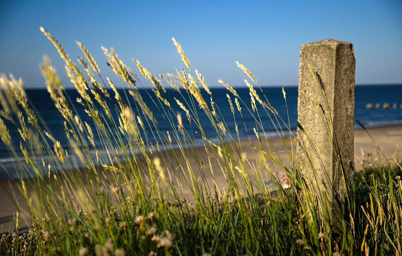 Photo wallpaper sea, beach, grass, landscape